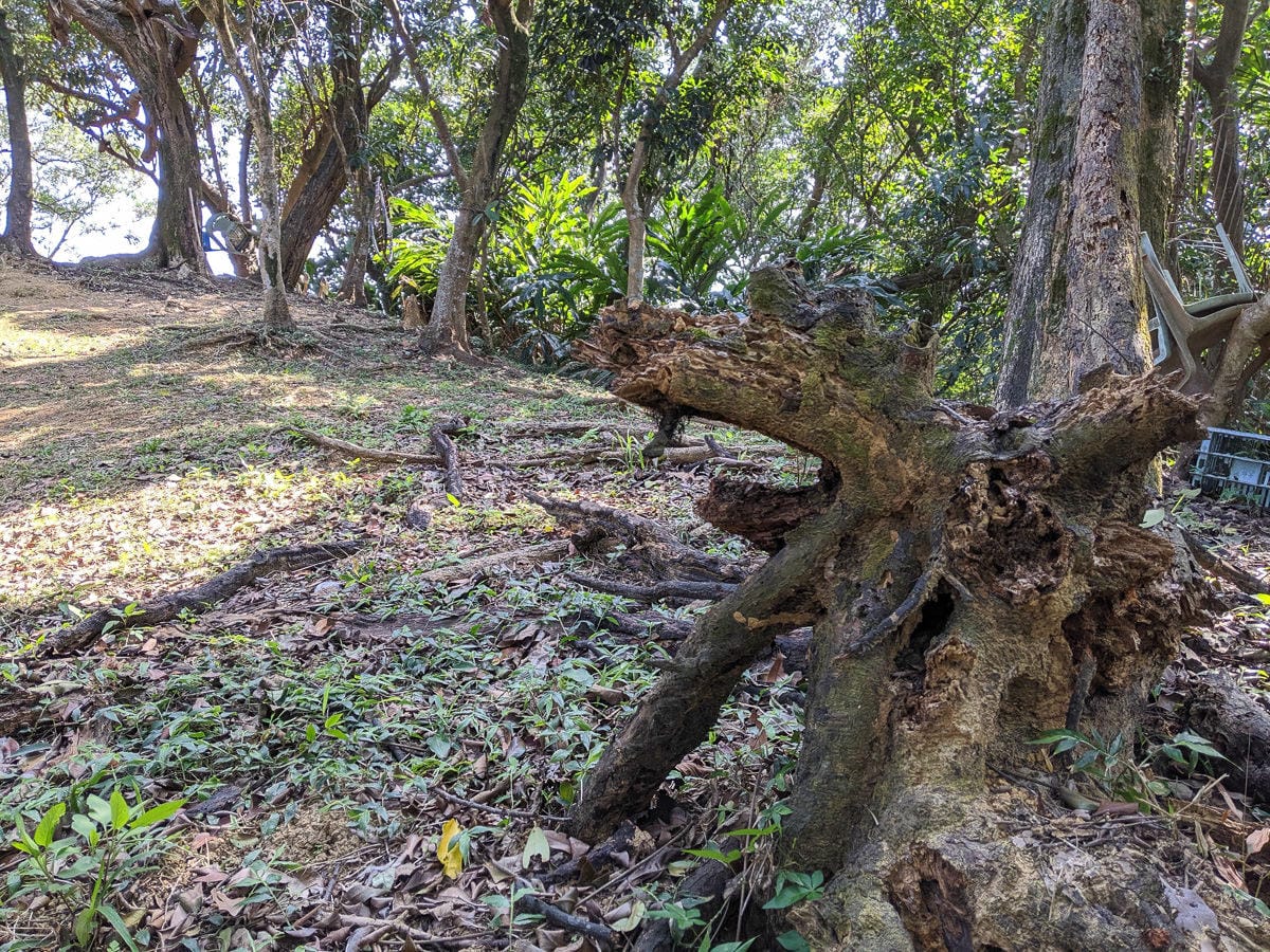 內湖健行登山 康樂山步道 明舉山步道 內溝溪生態展示館 Google地圖沒有怎麼走