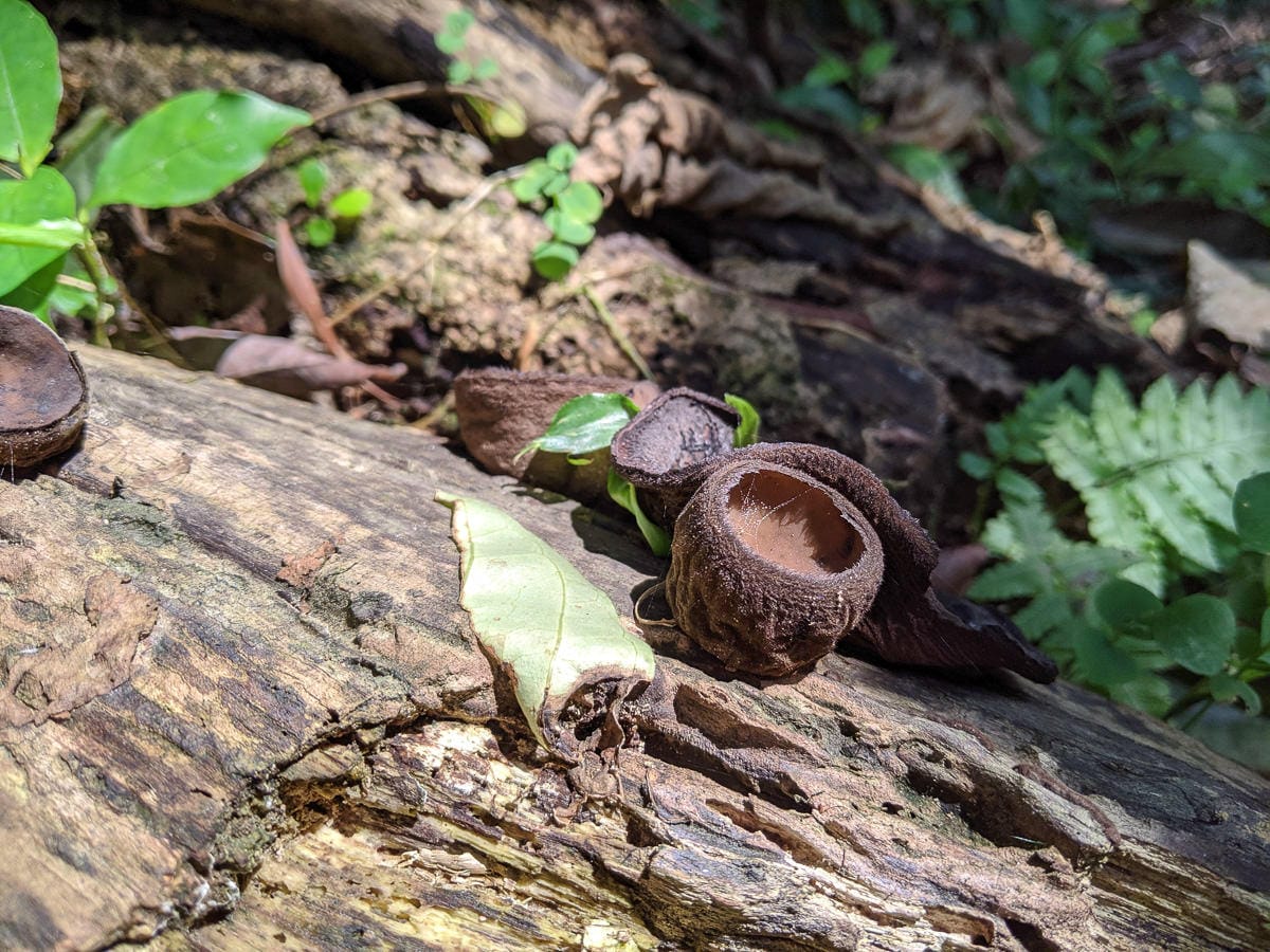 內湖健行登山 康樂山步道 明舉山步道 內溝溪生態展示館 Google地圖沒有怎麼走