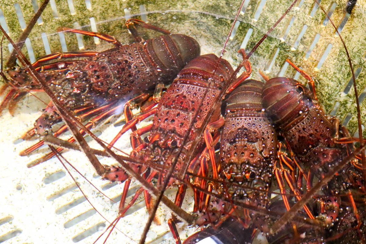 千葉美食推薦 南房總漁協直營食堂 Banya ばんや本館 海鮮就是霸氣 - 第27張圖 千葉美食推薦 南房總漁協直營食堂 Banya ばんや本館 海鮮就是霸氣