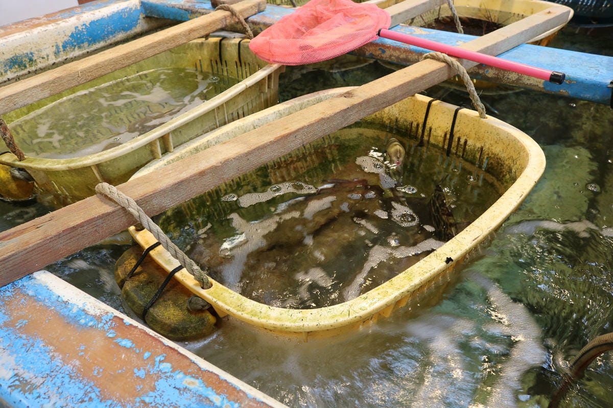 千葉美食推薦 南房總漁協直營食堂 Banya ばんや本館 海鮮就是霸氣 - 第26張圖 千葉美食推薦 南房總漁協直營食堂 Banya ばんや本館 海鮮就是霸氣