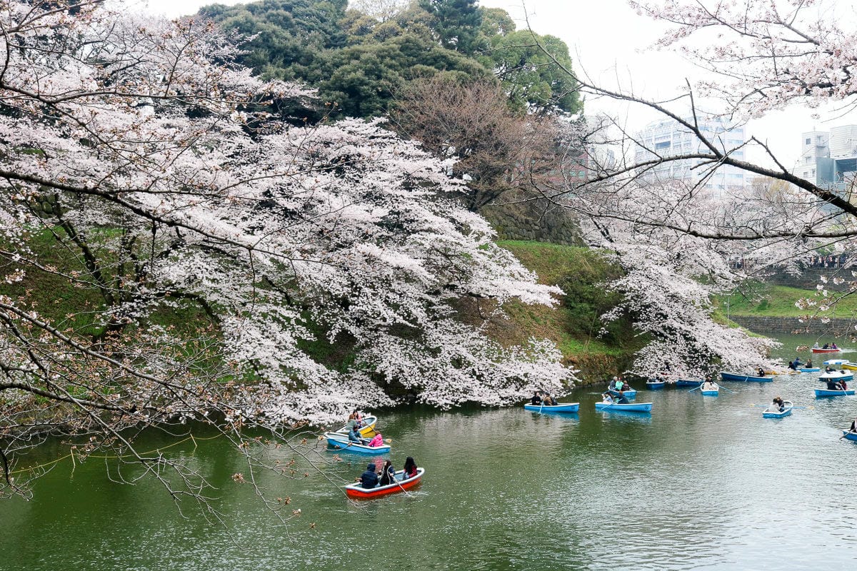 千鳥淵綠道 東京賞櫻散步遊船知名景點 就在皇居旁