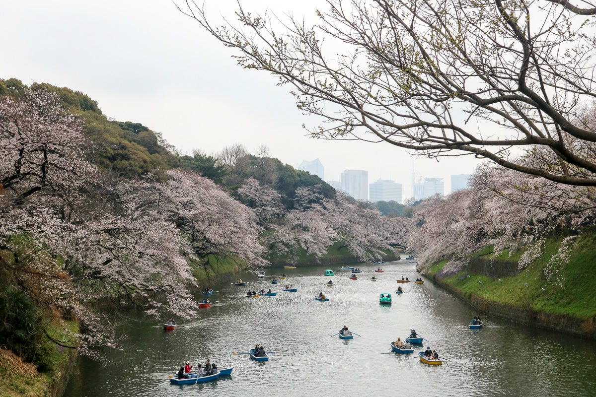 千鳥淵綠道 東京賞櫻散步遊船知名景點 就在皇居旁