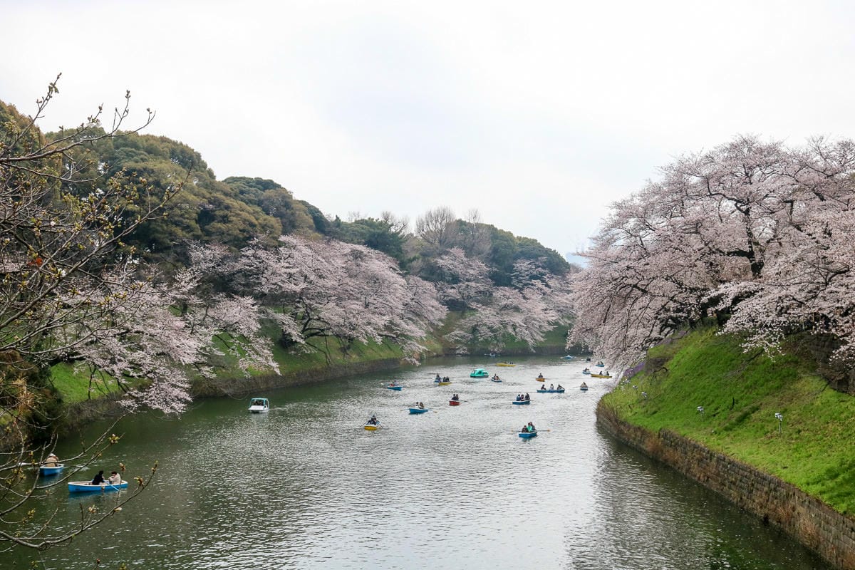 千鳥淵綠道 東京賞櫻散步遊船知名景點 就在皇居旁