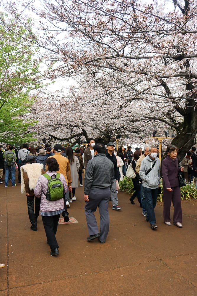 千鳥淵綠道 東京賞櫻散步遊船知名景點 就在皇居旁