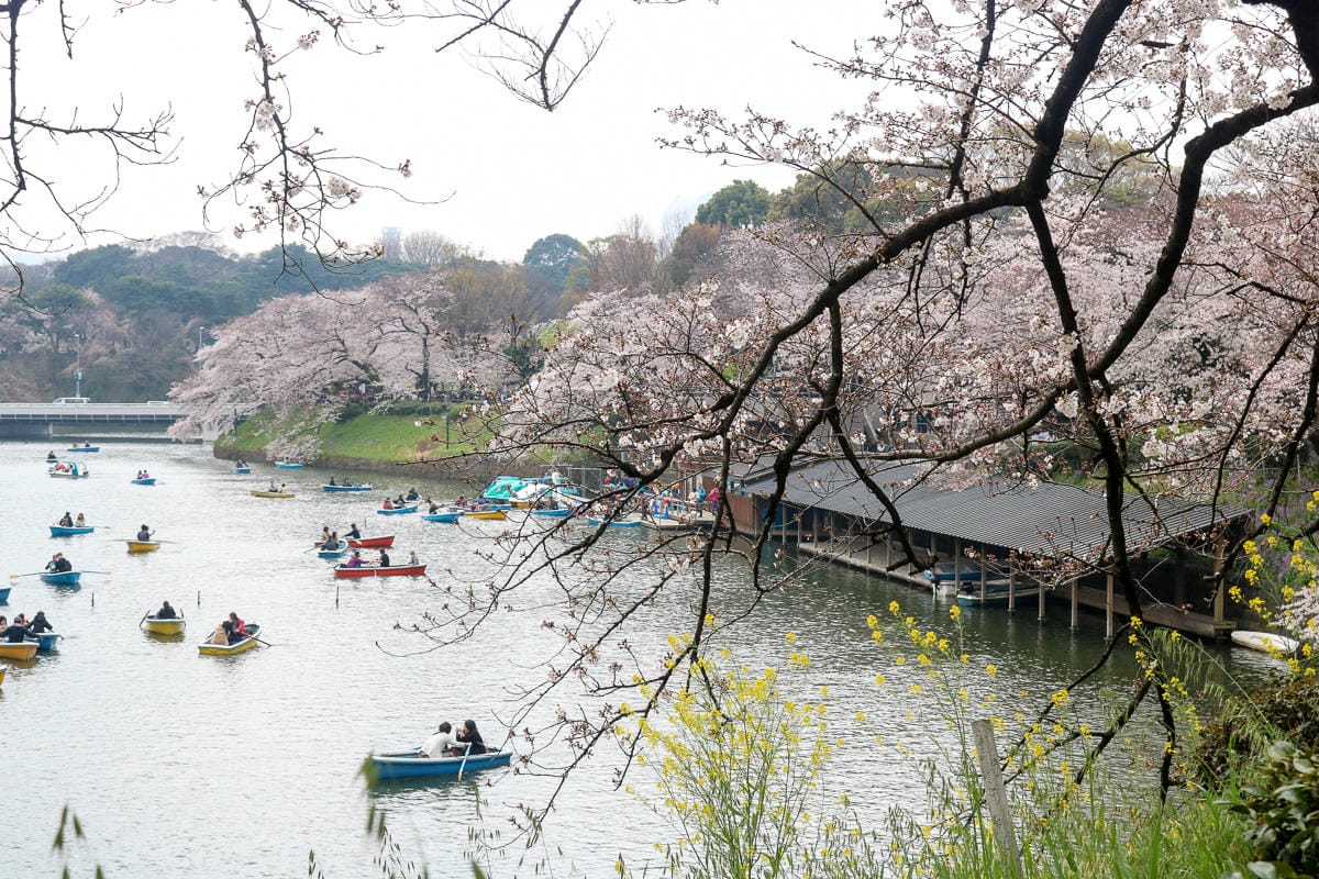 千鳥淵綠道 東京賞櫻散步遊船知名景點 就在皇居旁