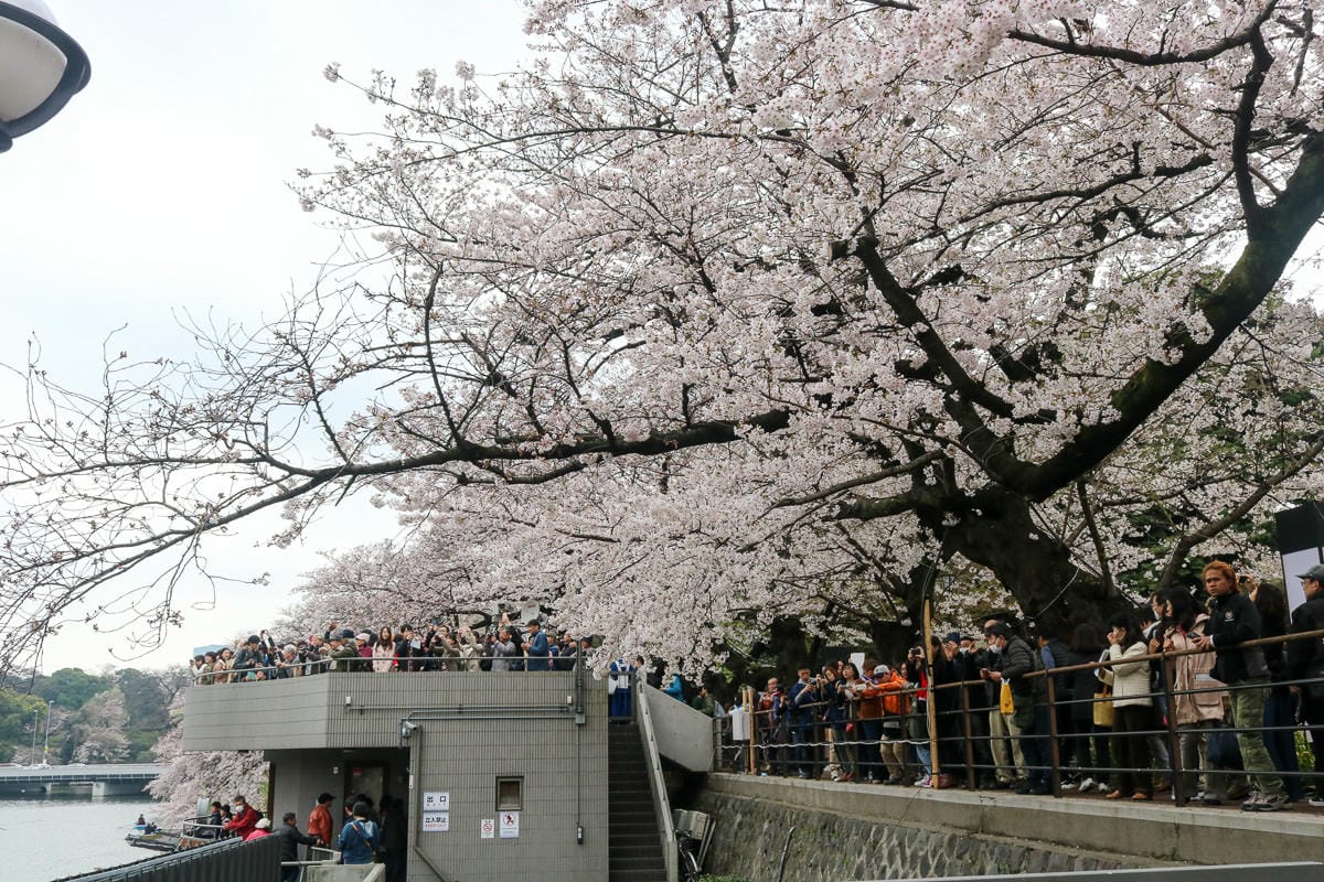 千鳥淵綠道 東京賞櫻散步遊船知名景點 就在皇居旁