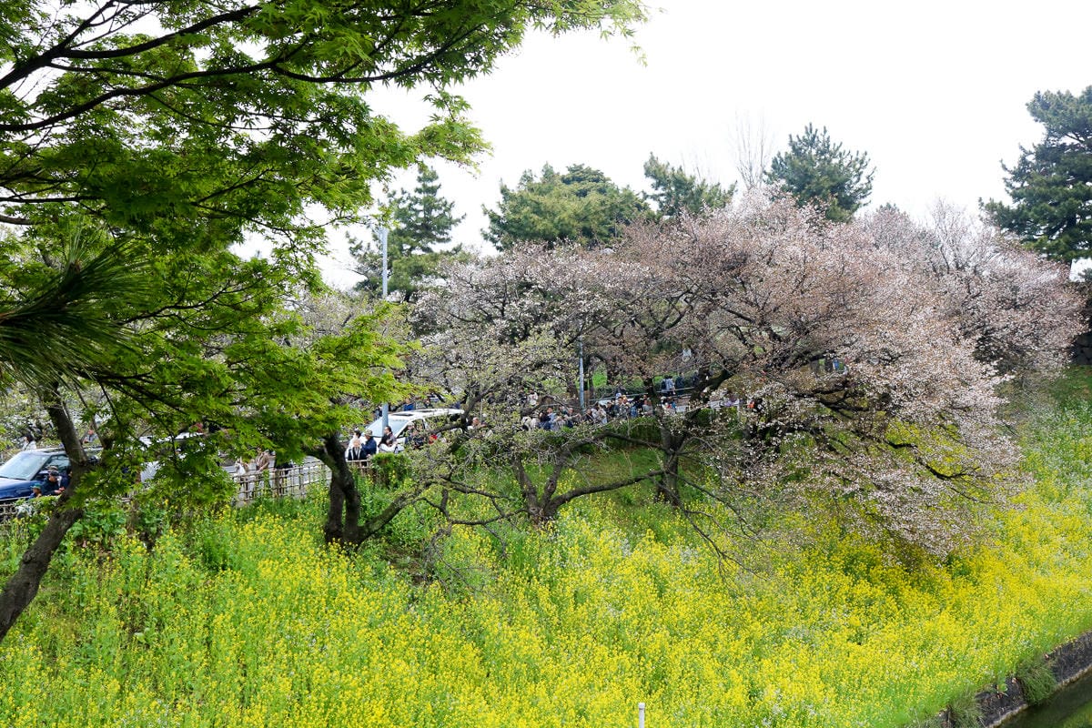 千鳥淵綠道 東京賞櫻散步遊船知名景點 就在皇居旁
