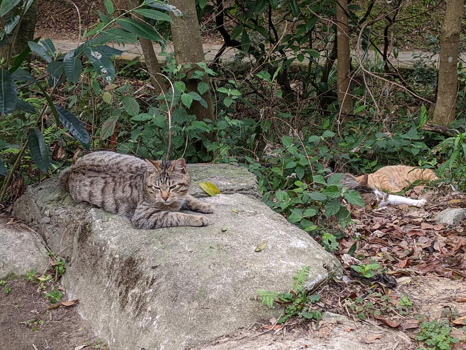 朝聖練走內湖山脊線大崙頭自然步道