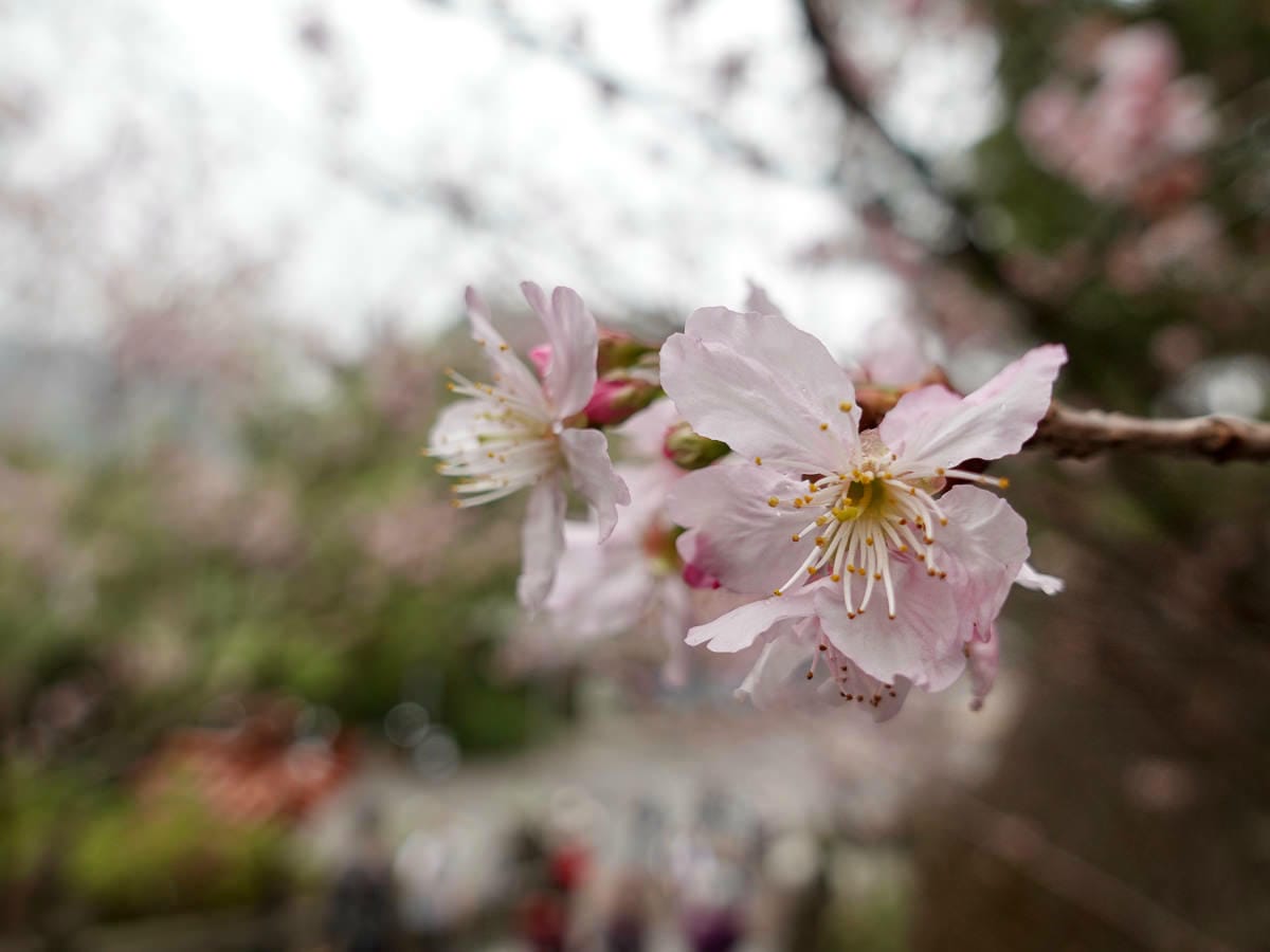 內湖碧山巖白石湖吊橋櫻花一日遊台灣春櫻景點何時人最少