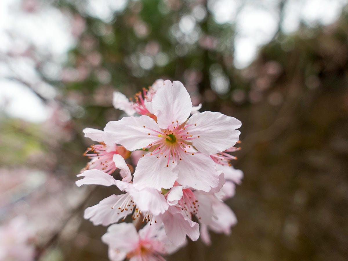 內湖碧山巖白石湖吊橋櫻花一日遊台灣春櫻景點何時人最少