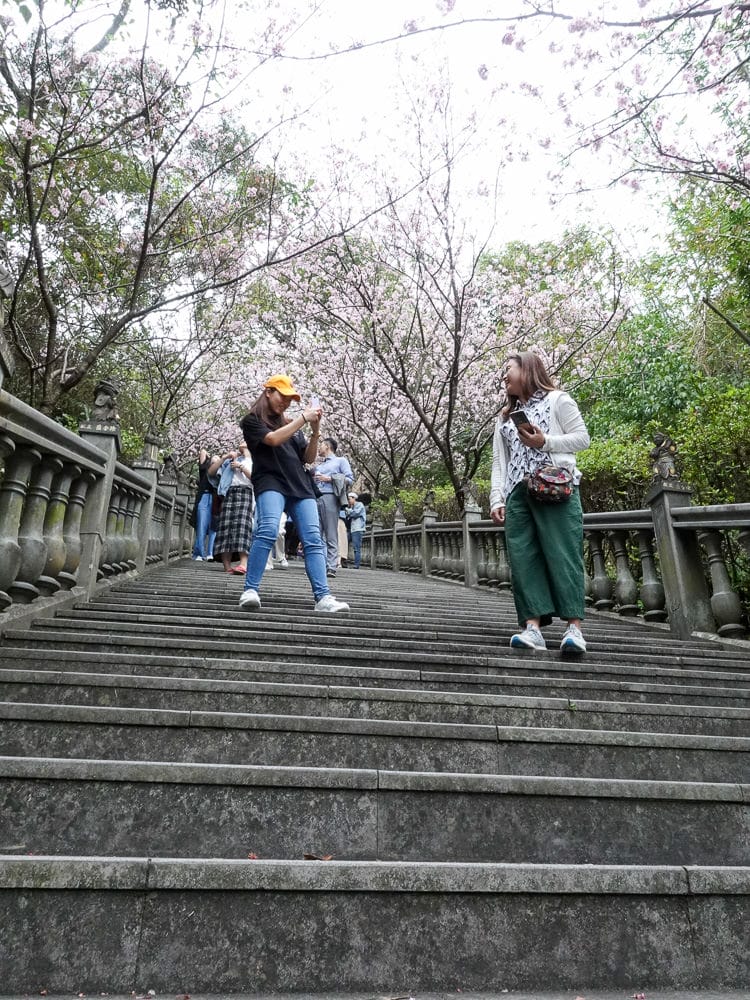 內湖碧山巖白石湖吊橋櫻花一日遊台灣春櫻景點何時人最少