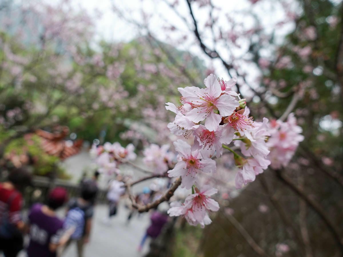 內湖碧山巖白石湖吊橋櫻花一日遊台灣春櫻景點何時人最少
