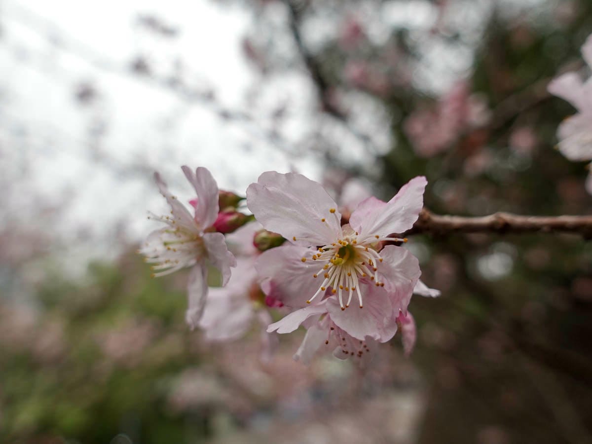 內湖碧山巖白石湖吊橋櫻花一日遊台灣春櫻景點何時人最少