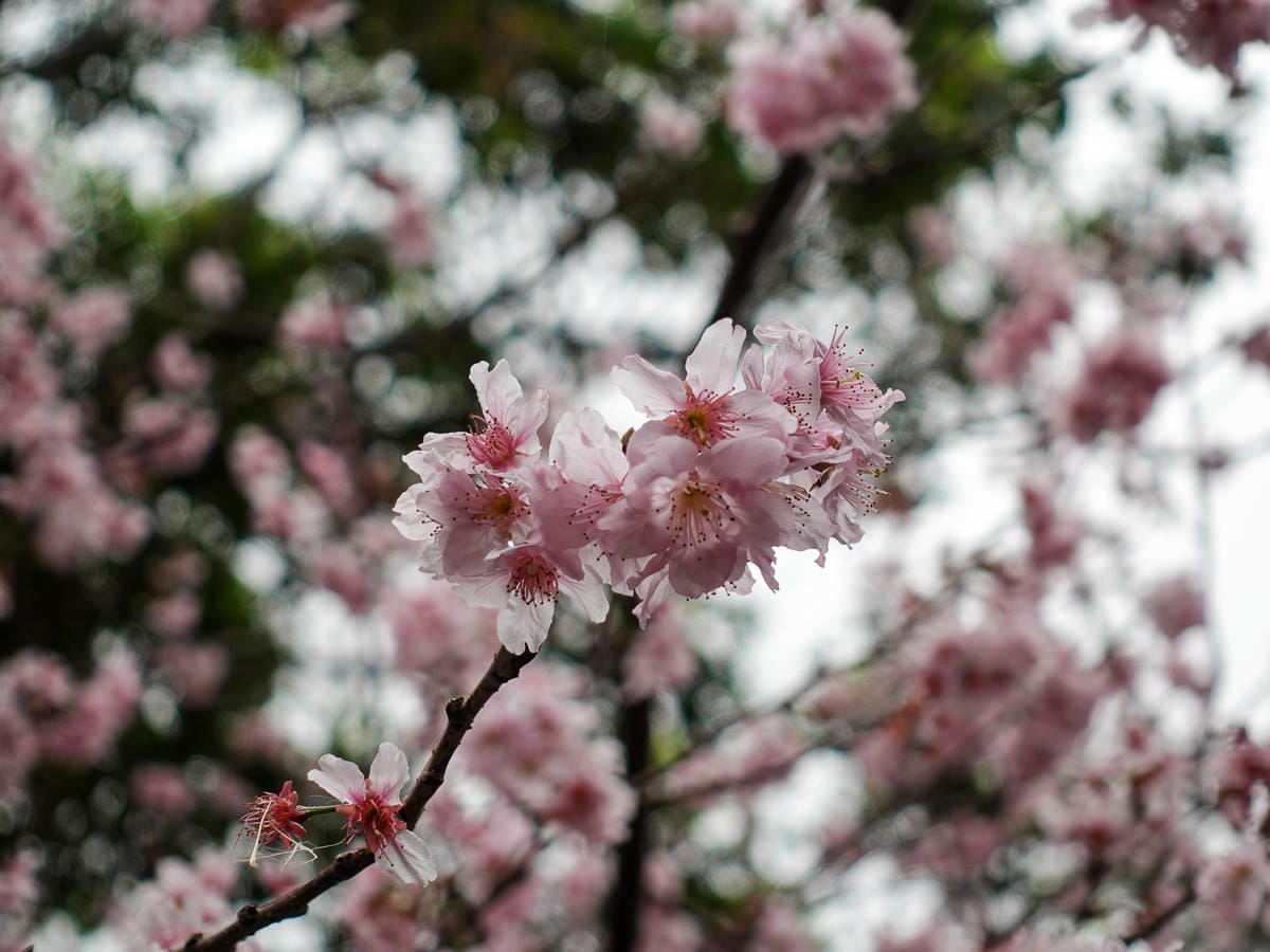 內湖碧山巖白石湖吊橋櫻花一日遊台灣春櫻景點何時人最少