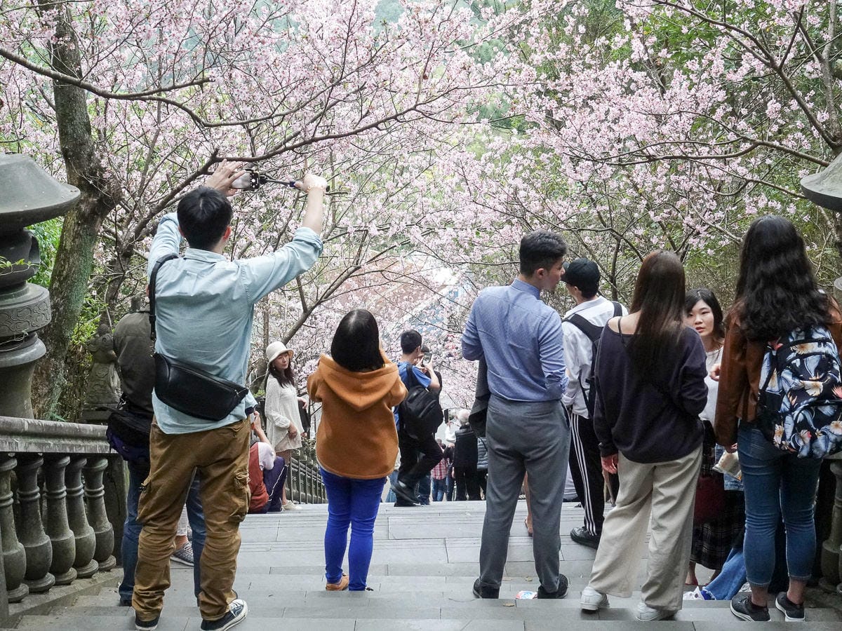 內湖碧山巖白石湖吊橋櫻花一日遊台灣春櫻景點何時人最少