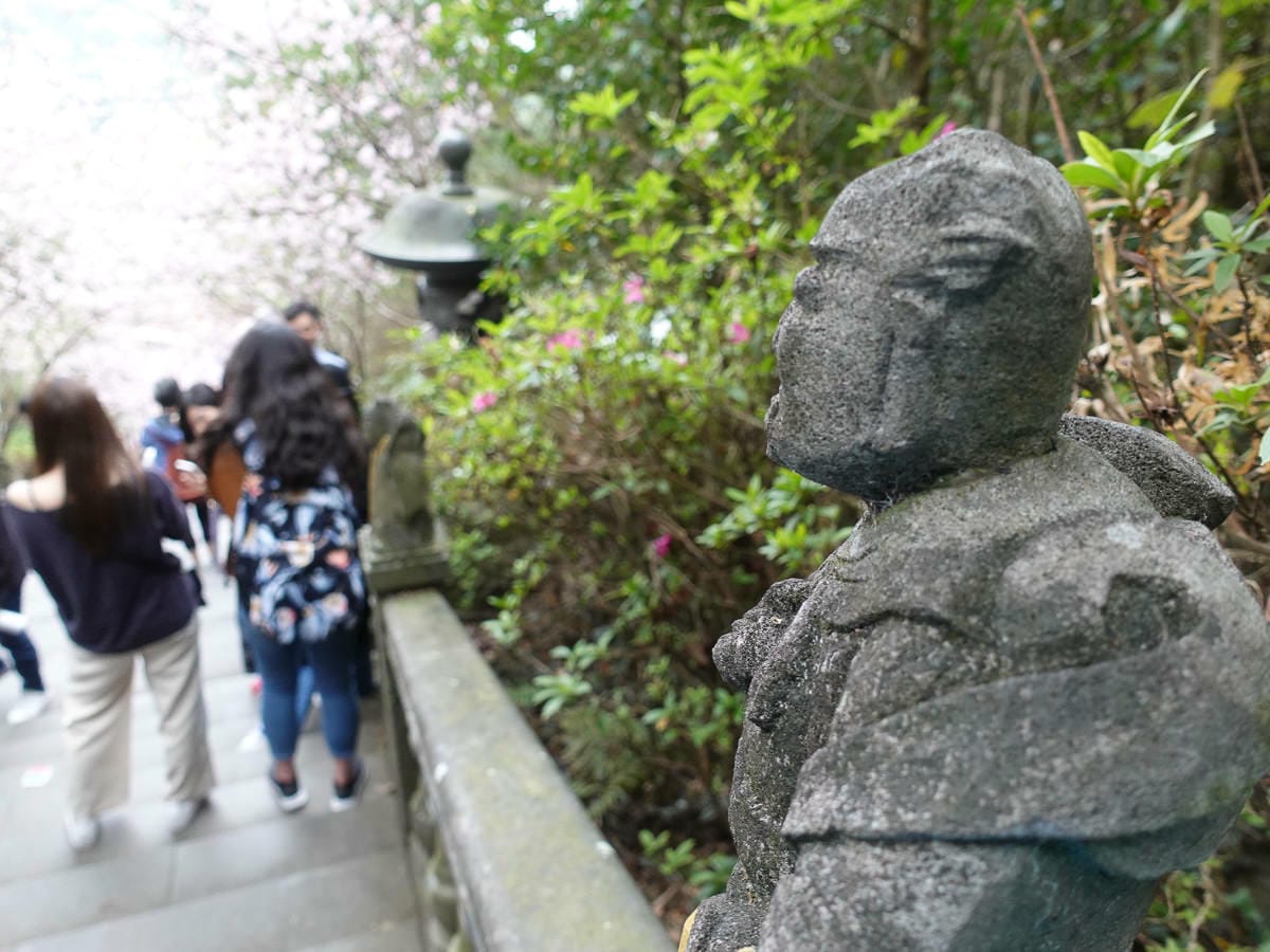 內湖碧山巖白石湖吊橋櫻花一日遊台灣春櫻景點何時人最少