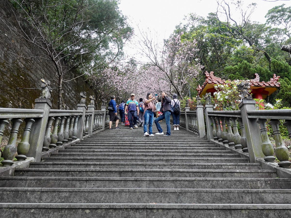 內湖碧山巖白石湖吊橋櫻花一日遊台灣春櫻景點何時人最少