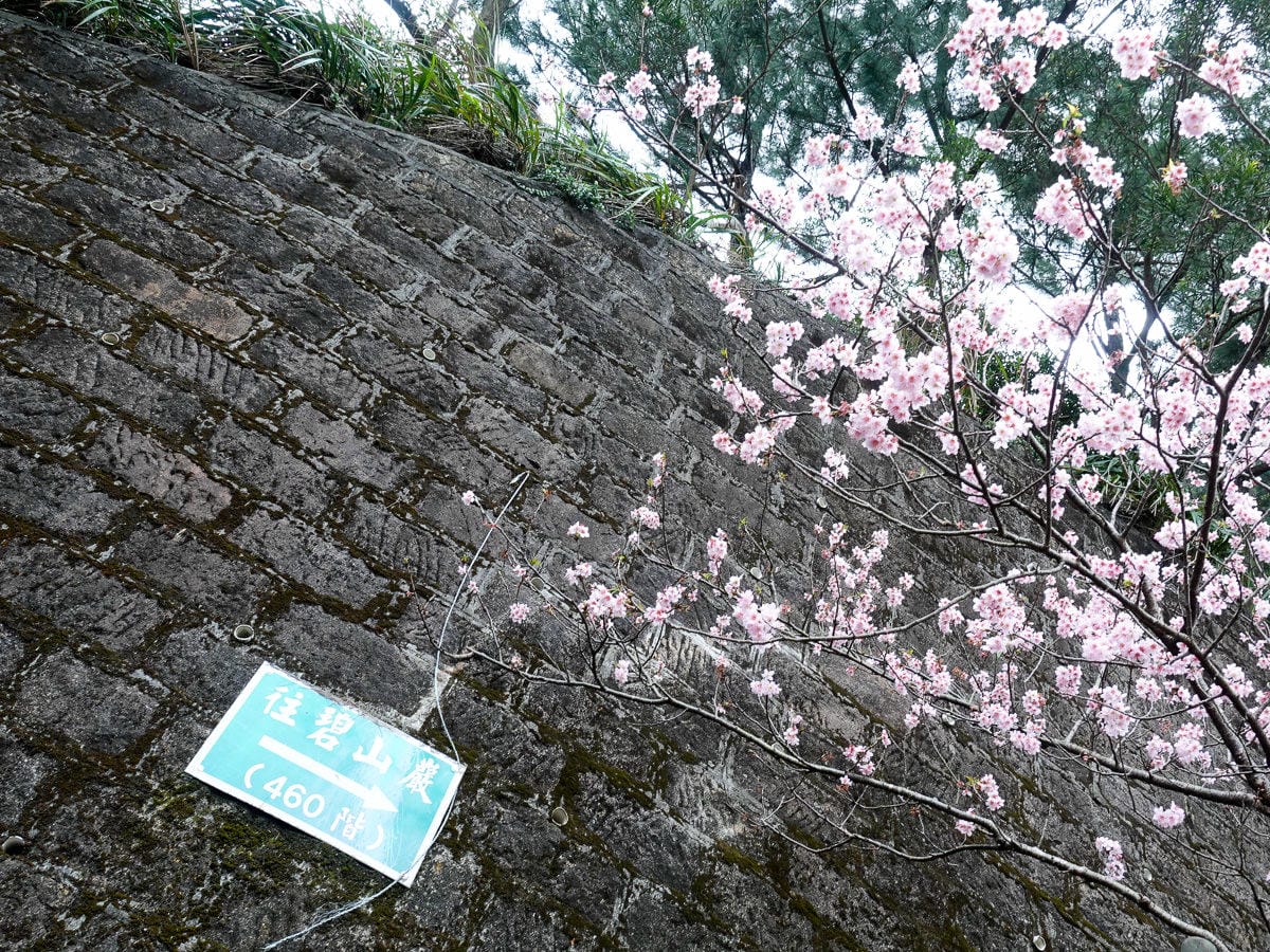 內湖碧山巖白石湖吊橋櫻花一日遊台灣春櫻景點何時人最少