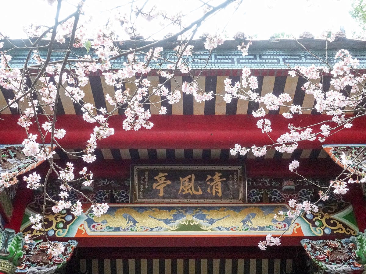 內湖碧山巖白石湖吊橋櫻花一日遊台灣春櫻景點何時人最少