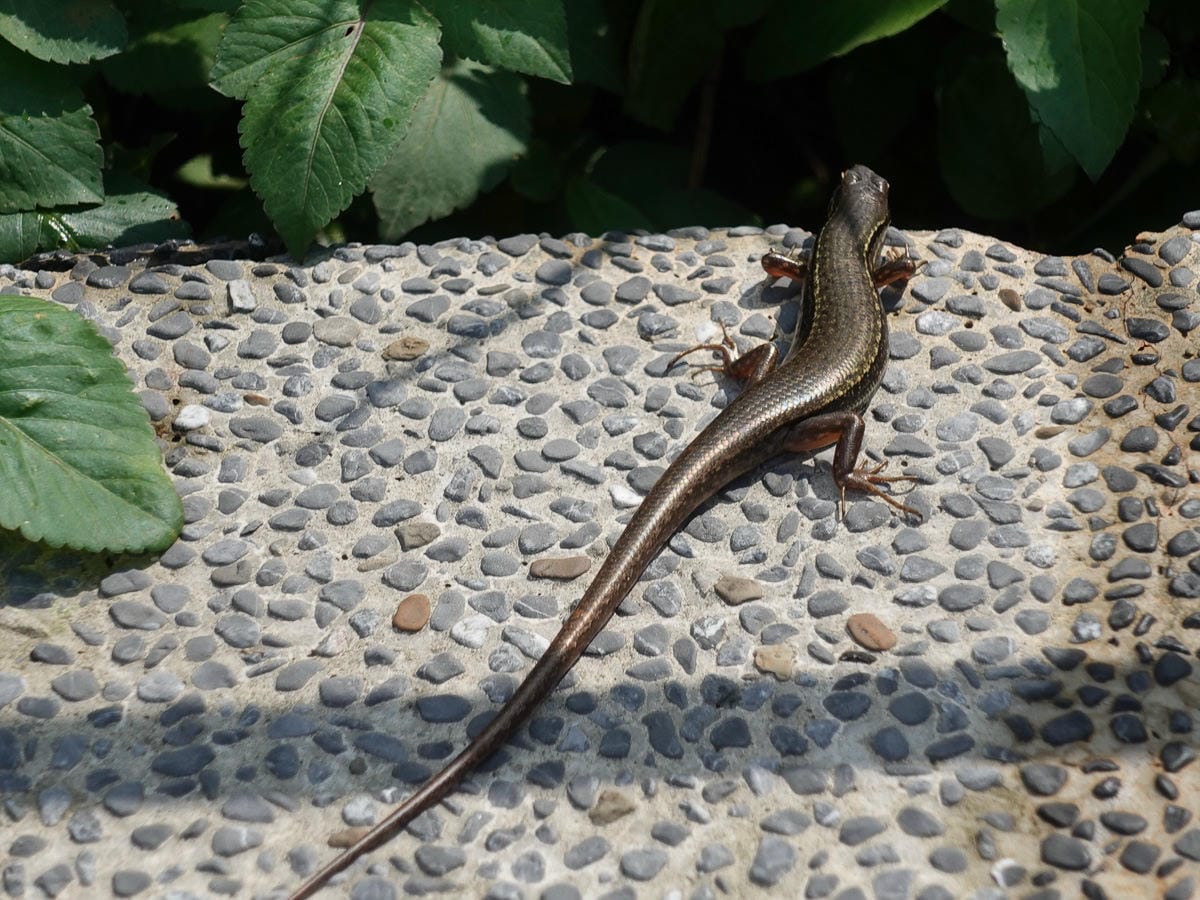 新北登山路線 報時山 六坑索道 煙囪稜 祈堂老街
