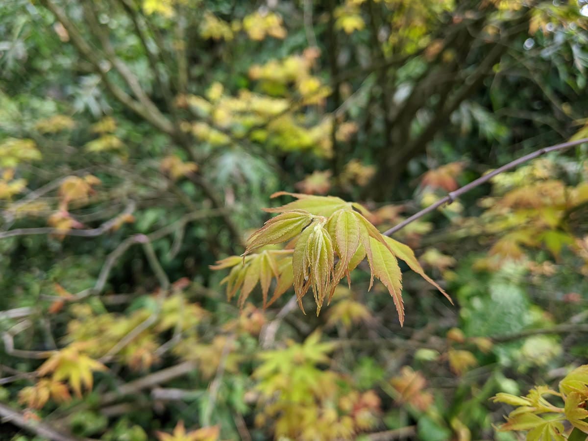 台北內湖碧湖步道 鯉魚山小人國 甜水鴛鴦湖 健行環狀雨天路線