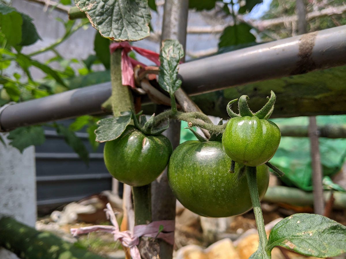 台北內湖碧湖步道 鯉魚山小人國 甜水鴛鴦湖 健行環狀雨天路線