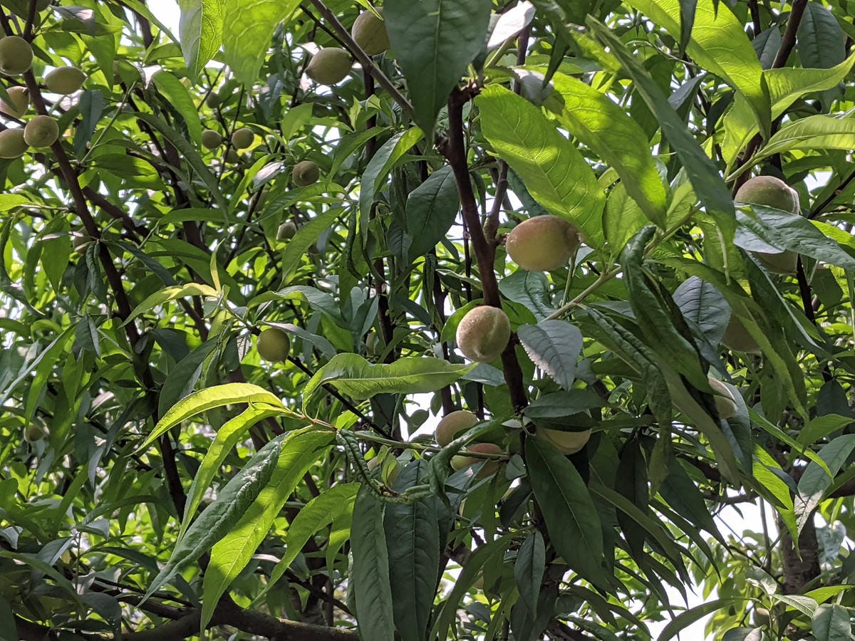 台北內湖碧湖步道 鯉魚山小人國 甜水鴛鴦湖 健行環狀雨天路線