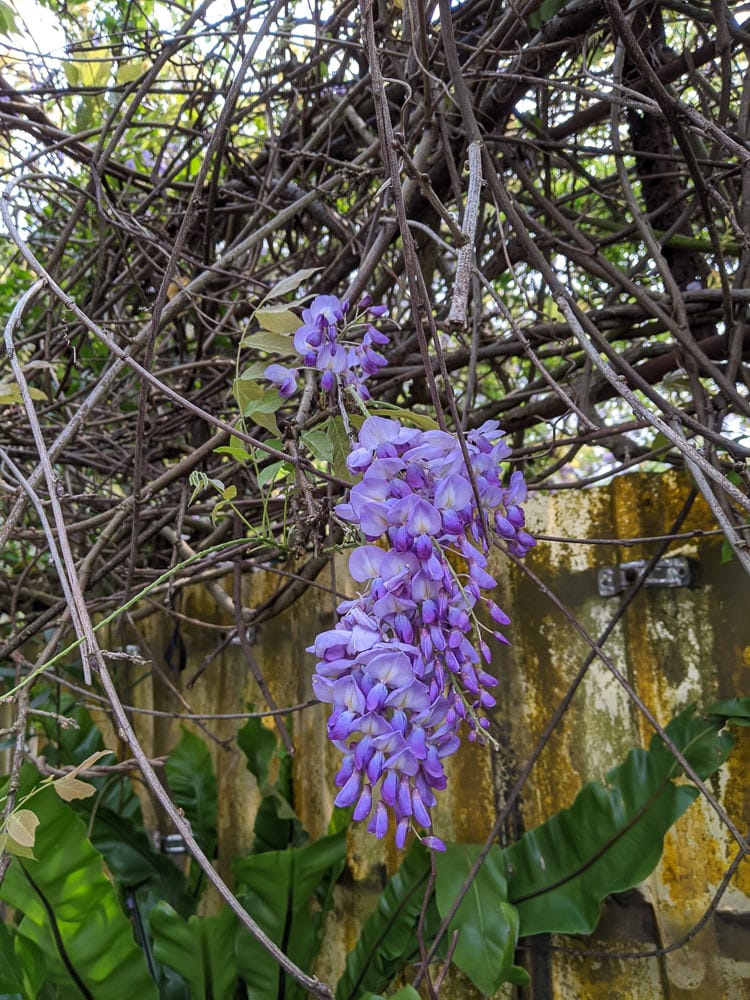 台北內湖碧湖步道 鯉魚山小人國 甜水鴛鴦湖 健行環狀雨天路線