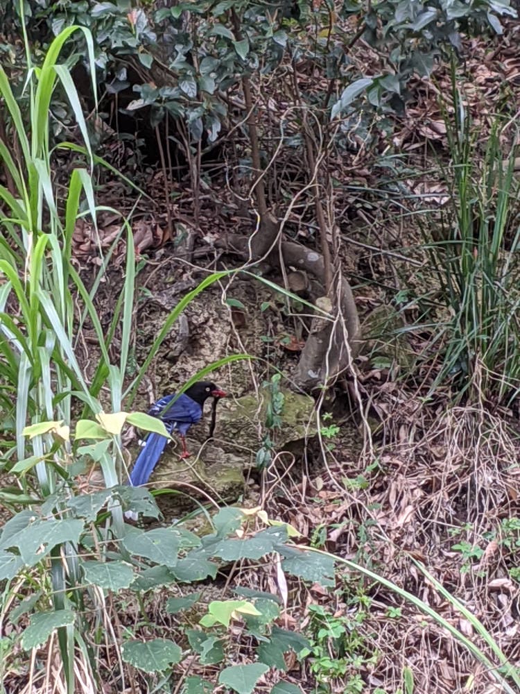 台北內湖碧湖步道 鯉魚山小人國 甜水鴛鴦湖 健行環狀雨天路線