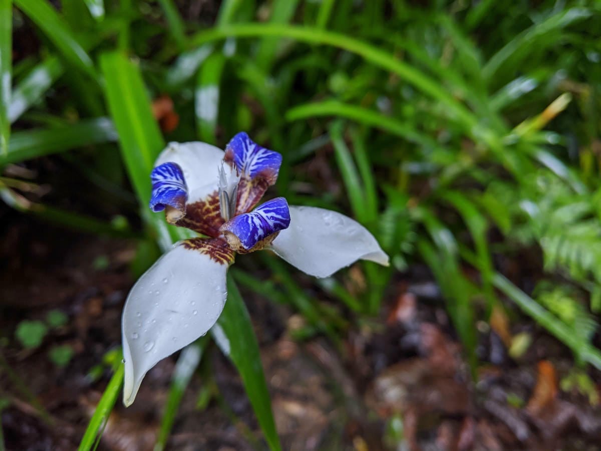 台北爬山遊記 內湖大崙尾山 長壽坡 碧溪步道繞一圈內湖人少好走經典路線
