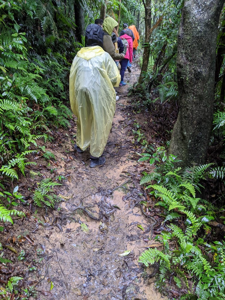 台北爬山遊記 內湖大崙尾山 長壽坡 碧溪步道繞一圈內湖人少好走經典路線