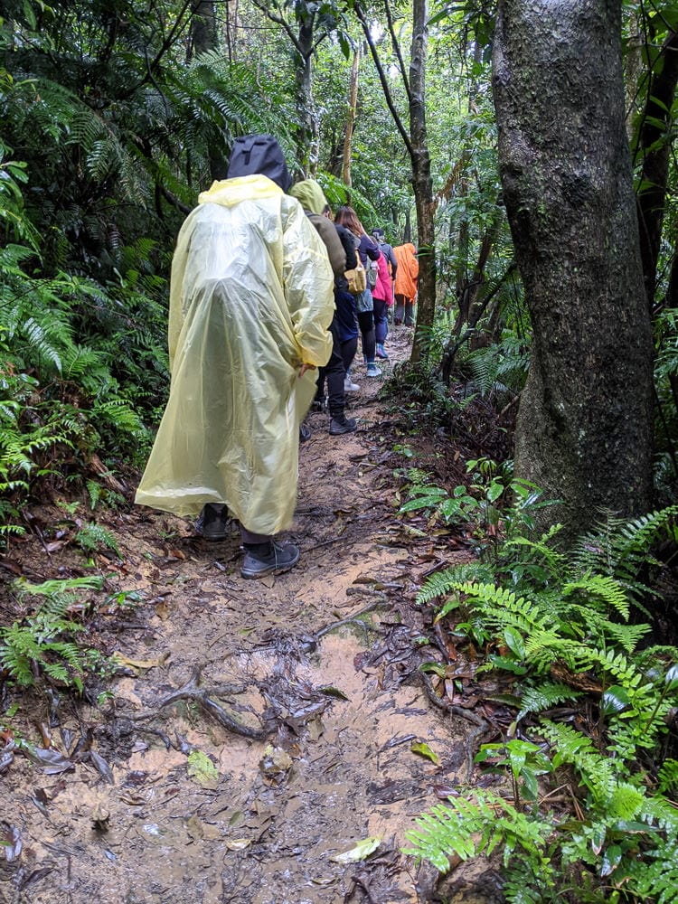 台北爬山遊記 內湖大崙尾山 長壽坡 碧溪步道繞一圈內湖人少好走經典路線