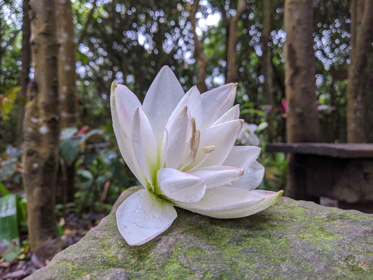 台北爬山遊記 內湖大崙尾山 長壽坡 碧溪步道繞一圈內湖人少好走經典路線