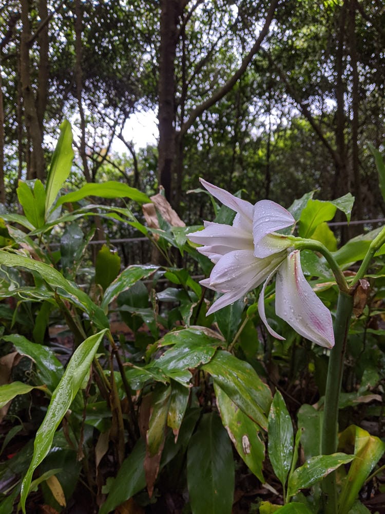 台北爬山遊記 內湖大崙尾山 長壽坡 碧溪步道繞一圈內湖人少好走經典路線