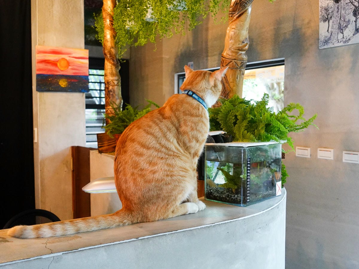 百岳新手玉山主峰兩天兩夜行程日記 Day0 望鄉部落民宿達芭凱超棒