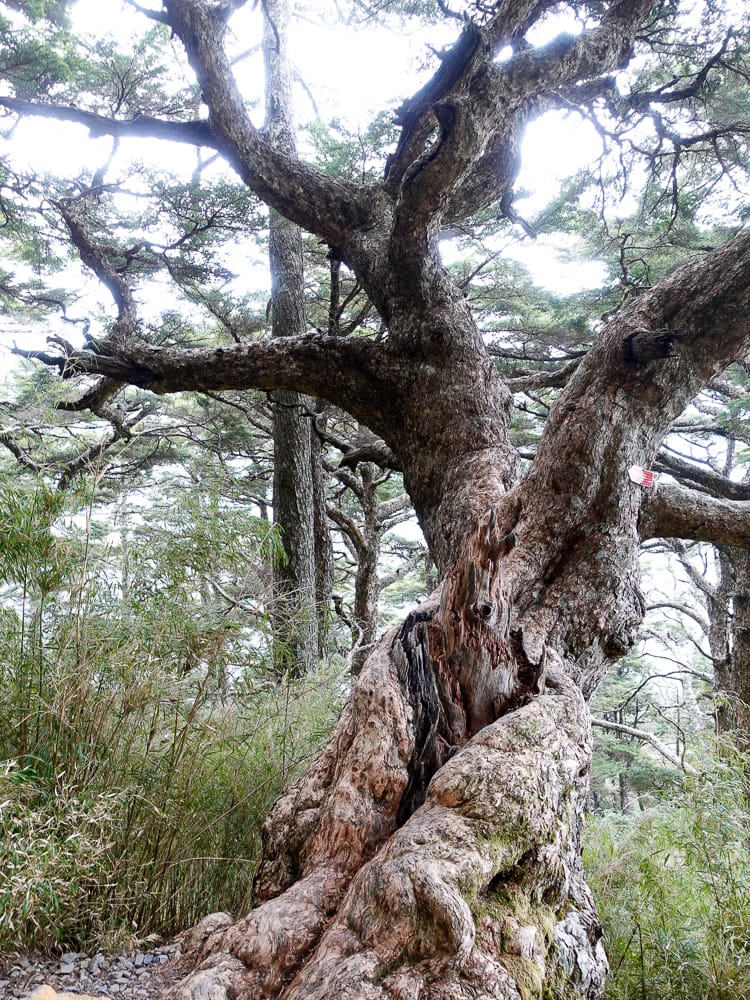百岳新手玉山主峰兩天兩夜行程日記 Day1 塔塔加鞍部玉山登山口到排雲山莊