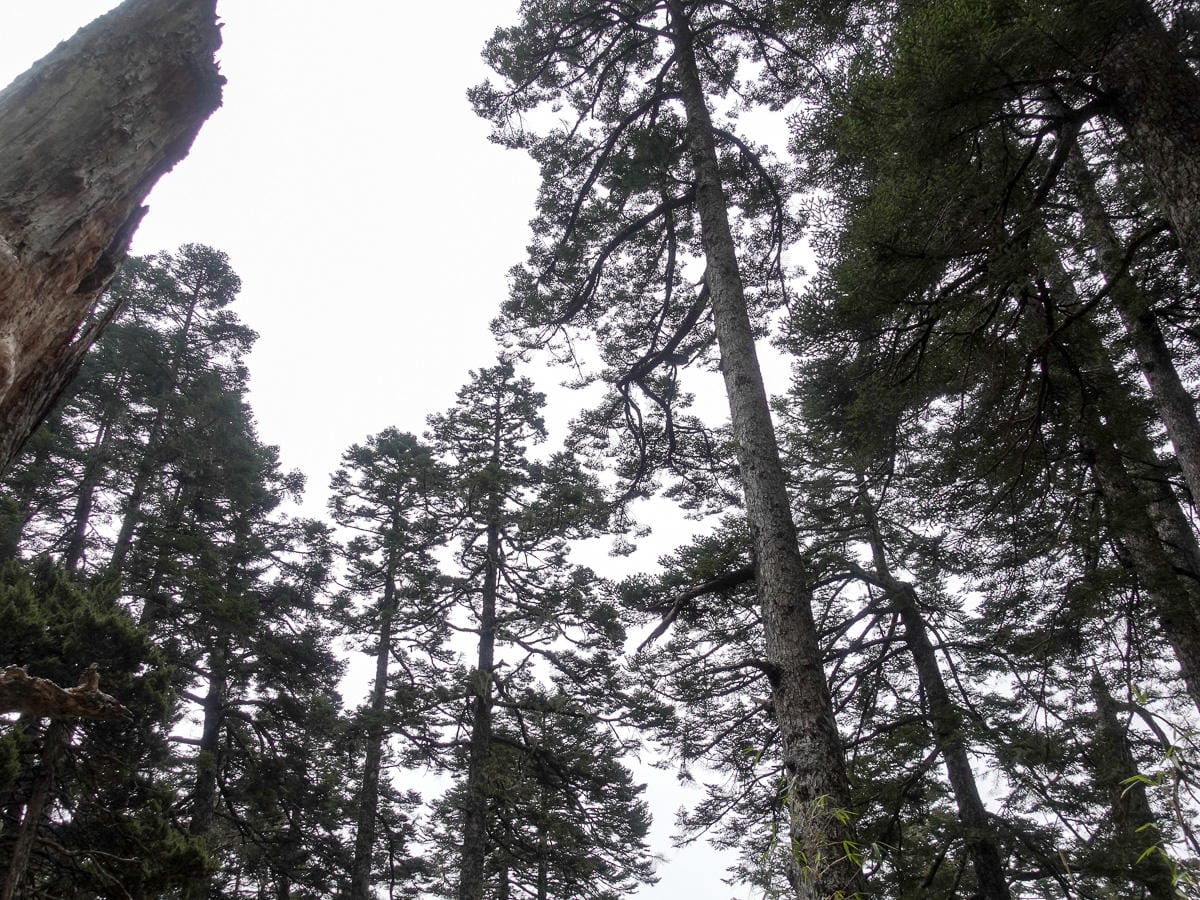 百岳新手玉山主峰兩天兩夜行程日記 Day1 塔塔加鞍部玉山登山口到排雲山莊