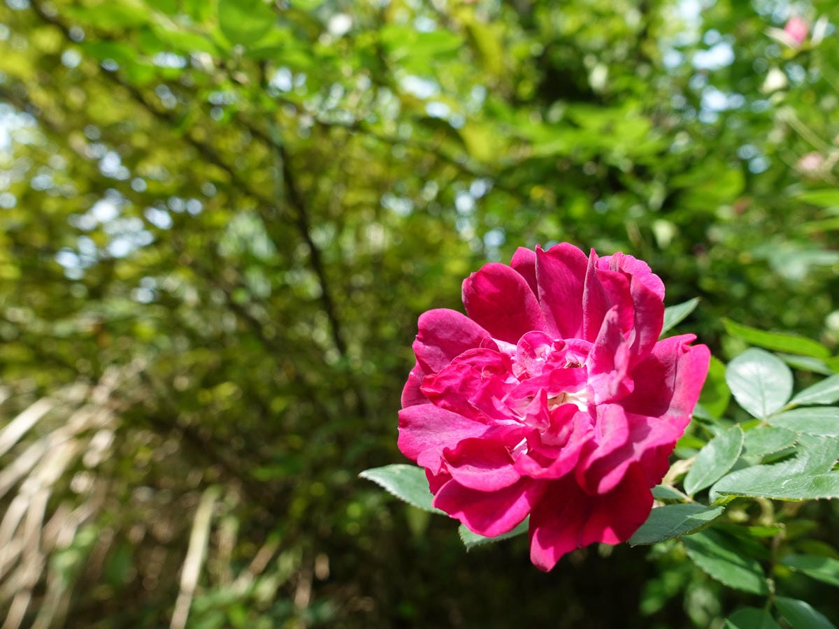 從捷運北投站一路走上面天坪 登頂大屯山西峰成為吃土人比誰吃得多