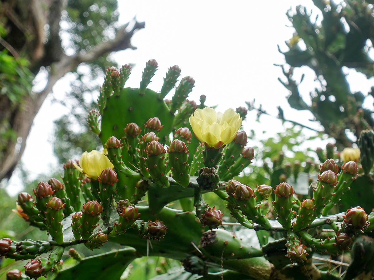 從捷運北投站一路走上面天坪 登頂大屯山西峰成為吃土人比誰吃得多