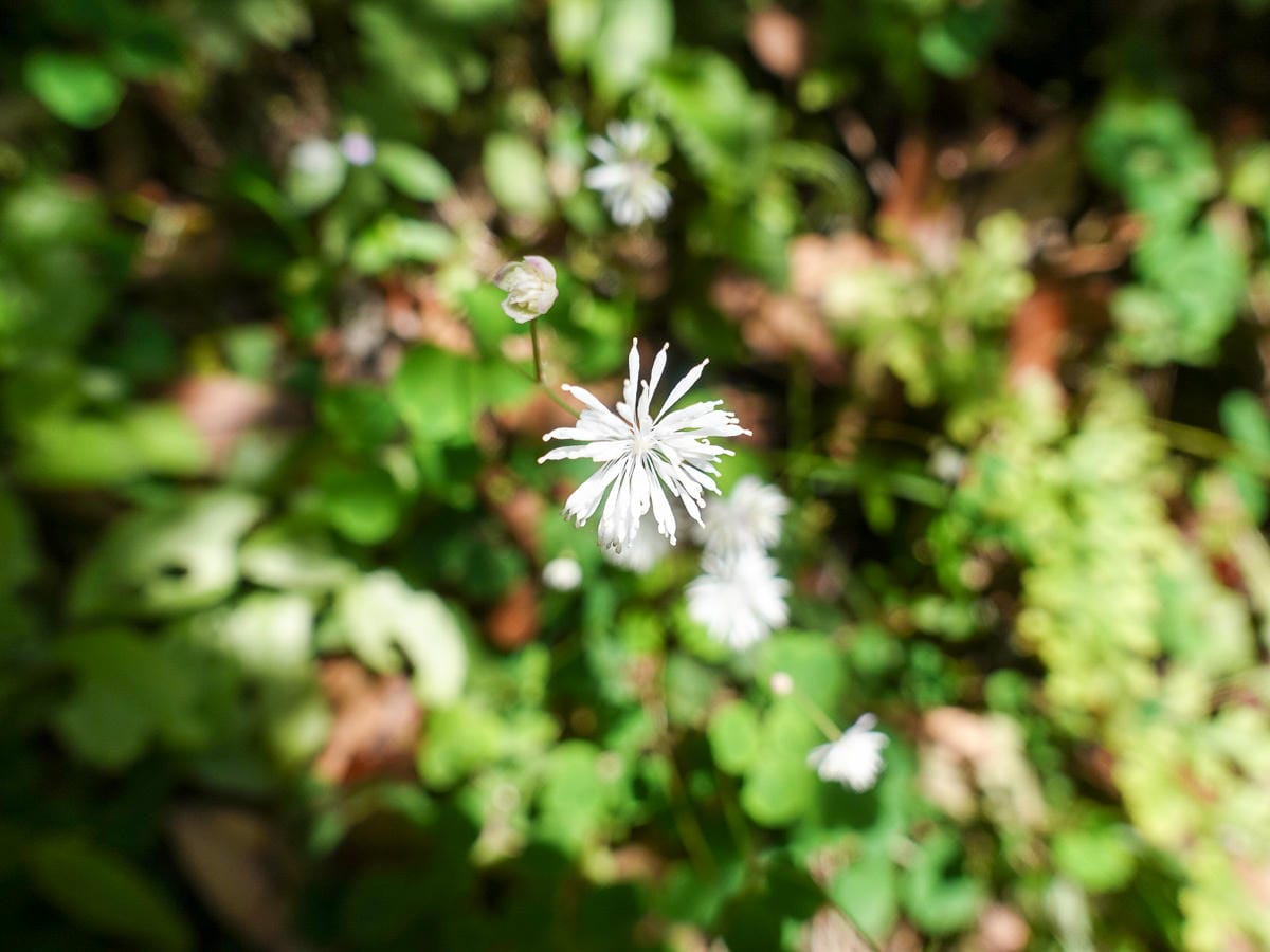 北投百岳練習 清天宮 面天坪 面天山 向天山 興福寮古道O形