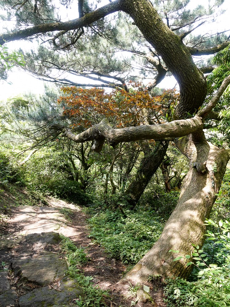 北投百岳練習 清天宮 面天坪 面天山 向天山 興福寮古道O形