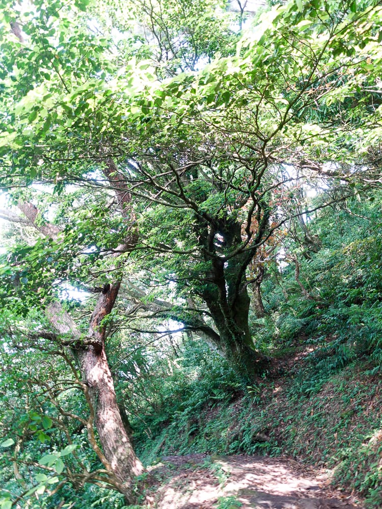北投百岳練習 清天宮 面天坪 面天山 向天山 興福寮古道O形