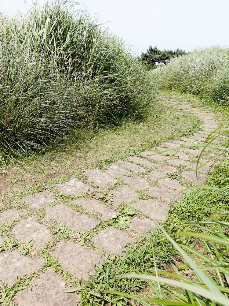 北投百岳練習 清天宮 面天坪 面天山 向天山 興福寮古道O形