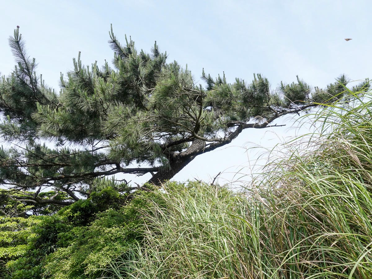北投百岳練習 清天宮 面天坪 面天山 向天山 興福寮古道O形