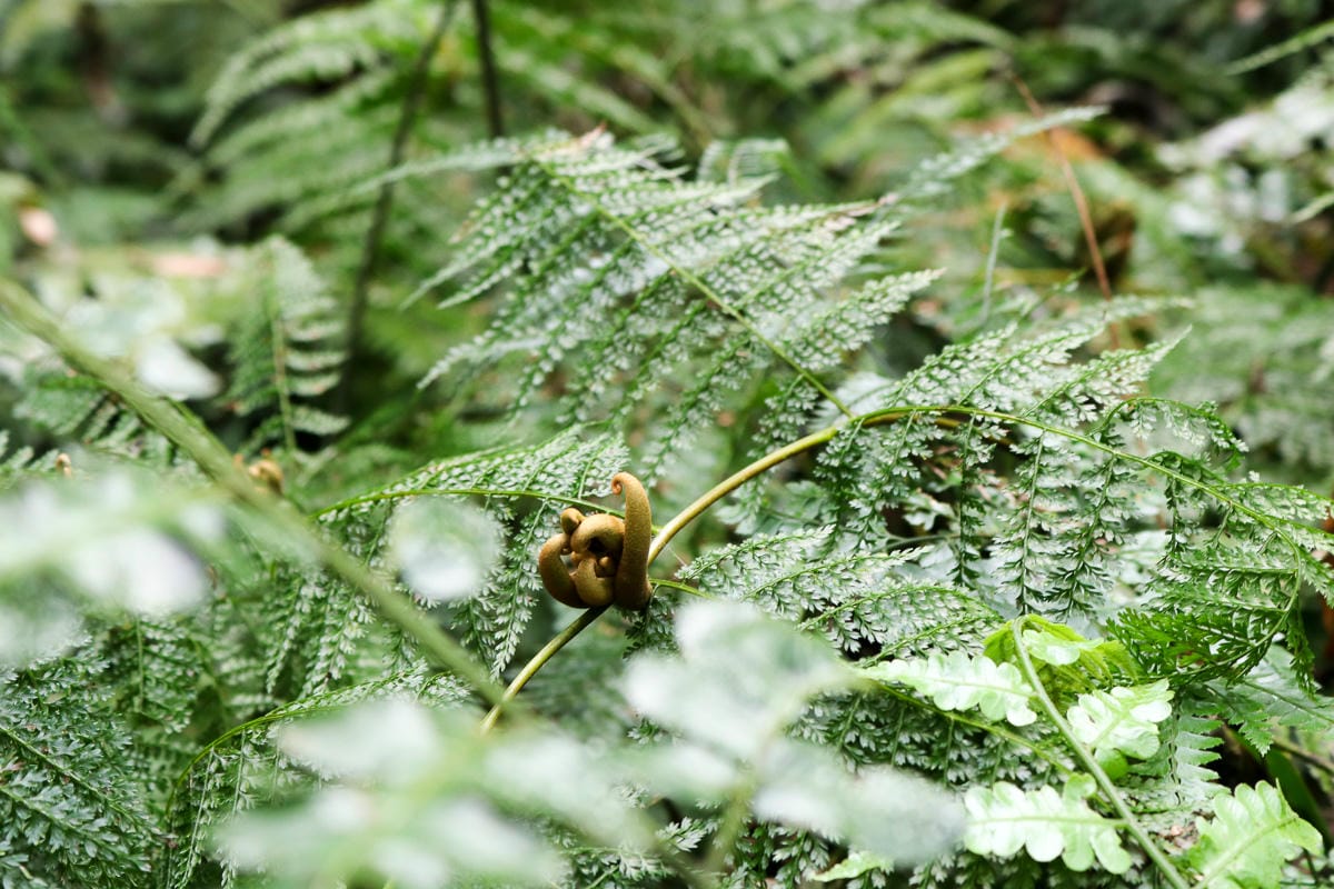 宜蘭松蘿湖單攻一日來回勇腳帶淚 十七歲少女湖面貌只能用驚心動魄形容