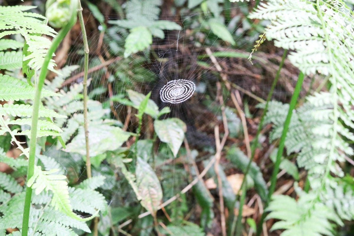宜蘭松蘿湖單攻一日來回勇腳帶淚 十七歲少女湖面貌只能用驚心動魄形容