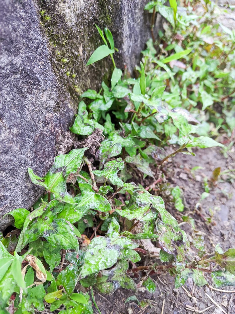宜蘭松蘿湖單攻一日來回勇腳帶淚 十七歲少女湖面貌只能用驚心動魄形容