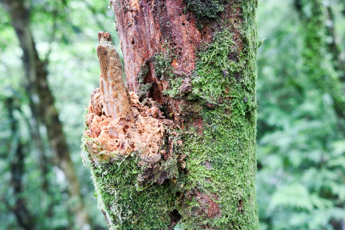 宜蘭礁溪聖母登山步道朝聖路 爬抹茶山聖母山莊沒說的真相