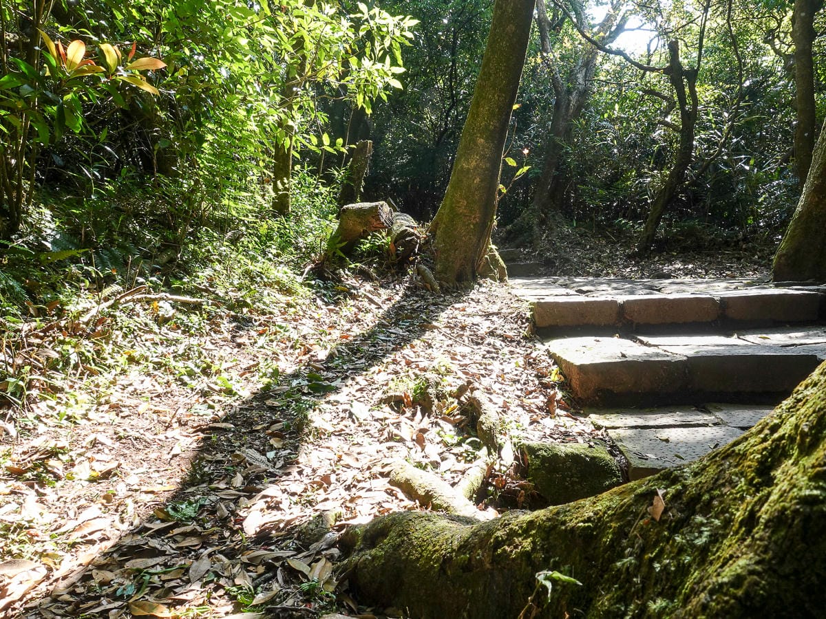 百岳練習場七星山主峰 苗圃線繞O形登頂台灣小百岳