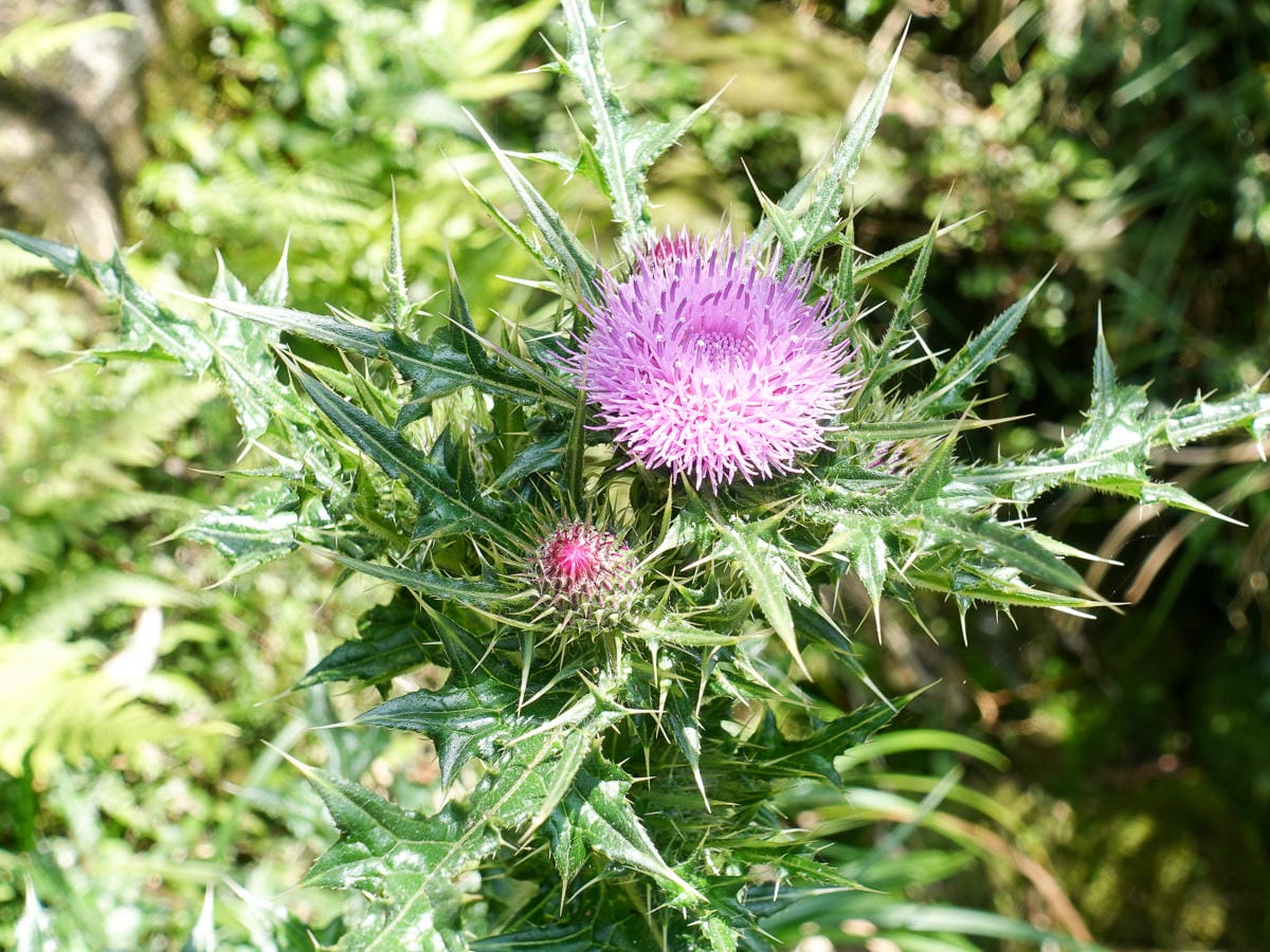 百岳練習場七星山主峰 苗圃線繞O形登頂台灣小百岳